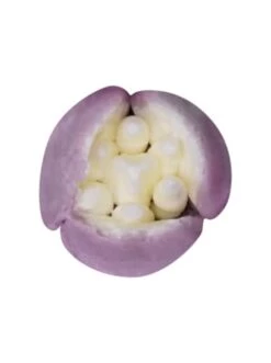 Bestpreis 👏 Backformen & -zubehör Dr. Oetker Blütentülle Narzisse Inkl. 4 Einwegspritzbeutel Tüllen Manufaktur Günstig Kaufen 😀 -Dr.oetker Verkaufsladen dr oetker blutentulle narzisse inkl 4 einwegspritzbeutel tullen manufaktur 5